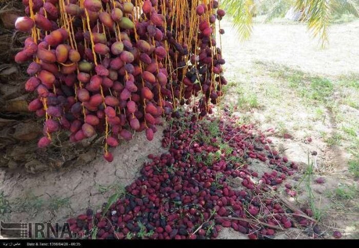 گرمای شدید در کرمان /قطعی مکرر آب شرب و برق/ ۴۸۳ نفر راهی بیمارستان شدند + عکس