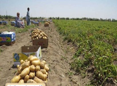 تولید بیش از ۹۹ درصد بذر سیب‌زمینی در کشور - خبرگزاری ساز ایرانی | اخبار ایران و جهان