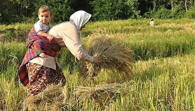 ثبت‌نام اولیه بیش از ۱۳ هزار مادر مشمول ماده ۲۱ در صندوق لرستان