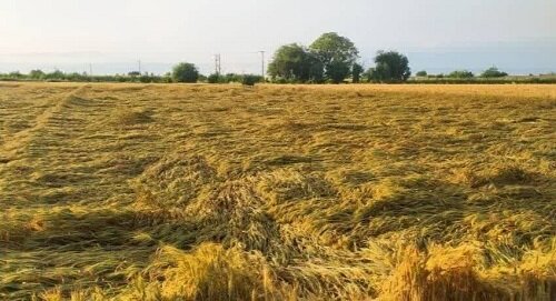 افغانستان | سفره سفره ای که کشاورز مهاجر افغانستانی در ایران پهن کرده است!