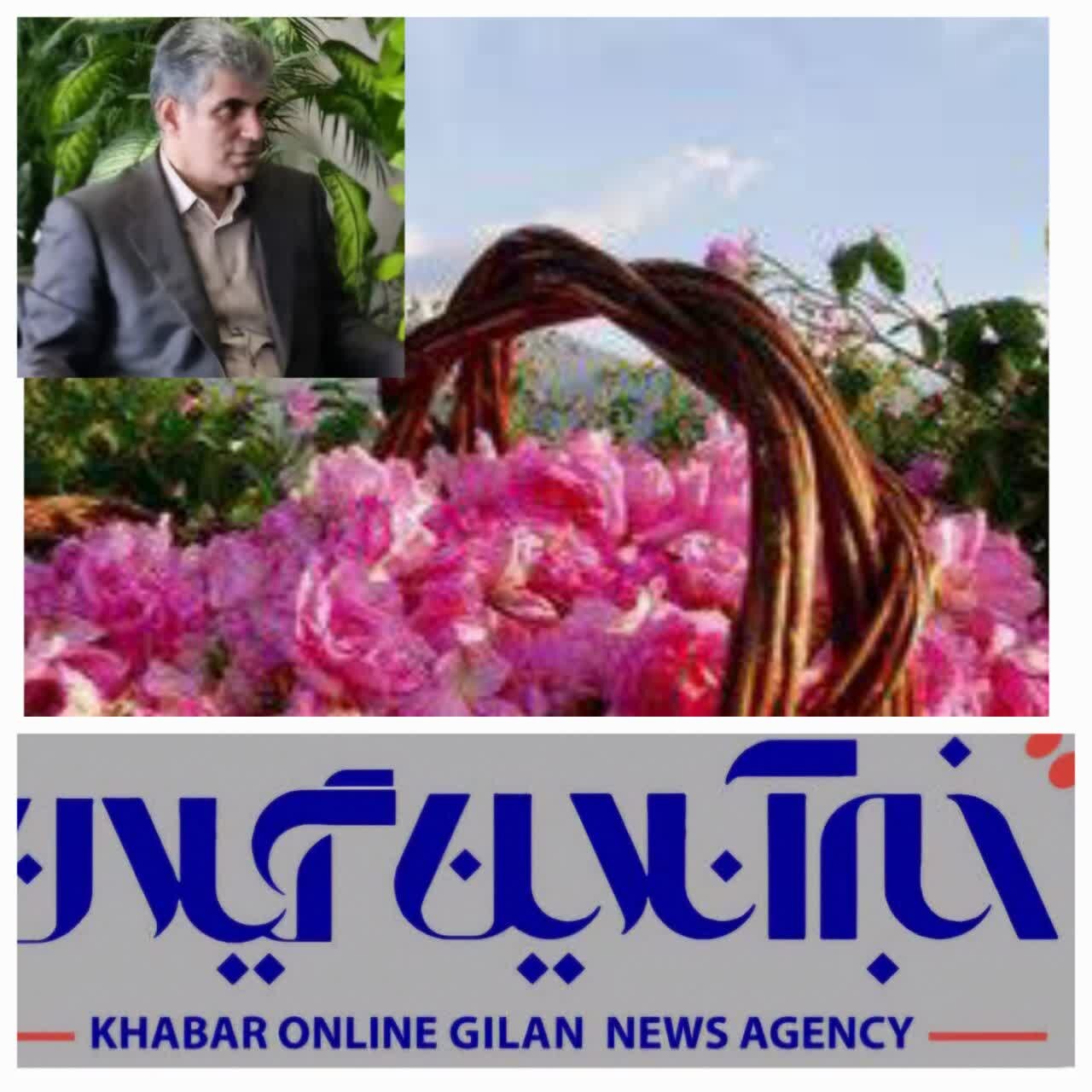 گل محمدی | گیلان گیلان ۱۳۰ هکتار سطح زیر کشت گل محمدی دارد
